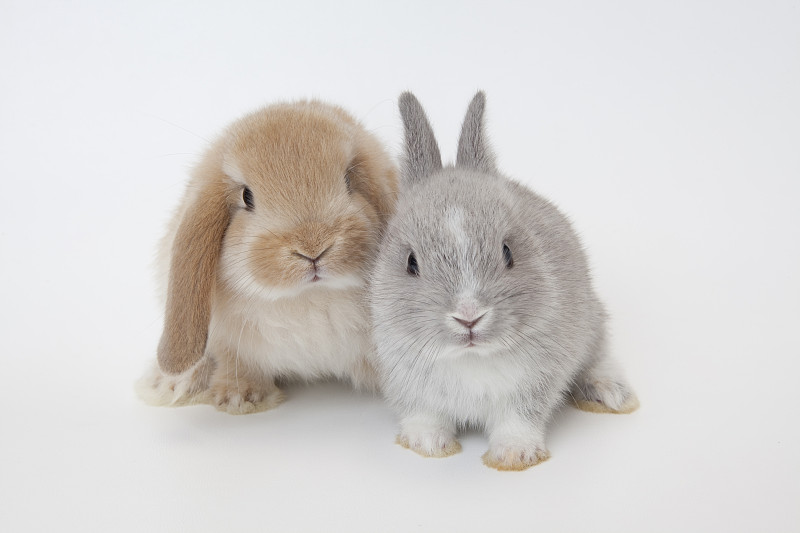 两只兔子。荷兰矮人和荷兰罗珀。图片下载