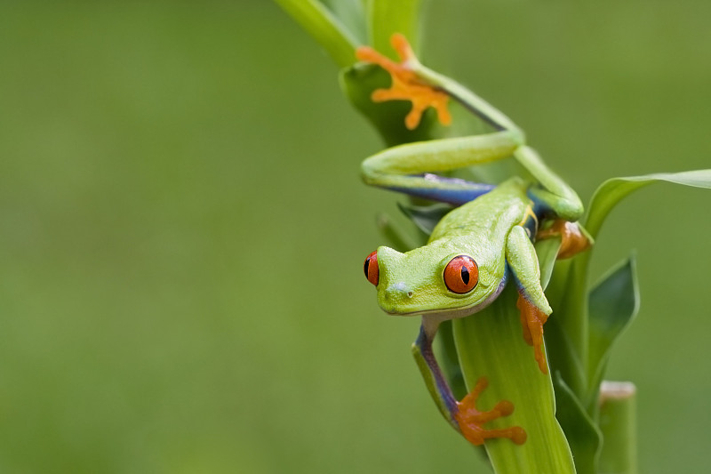 彩色的红眼树蛙窥视周围的背景图片下载