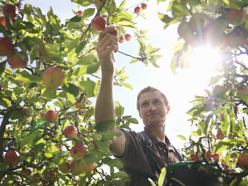 农民在果园里摘苹果图片下载
