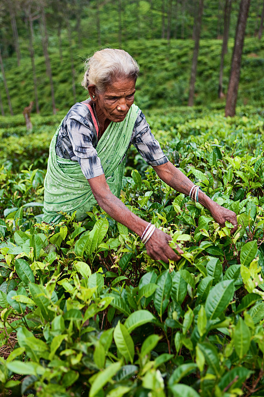 收集茶叶的泰米尔采茶者，斯里兰卡图片素材