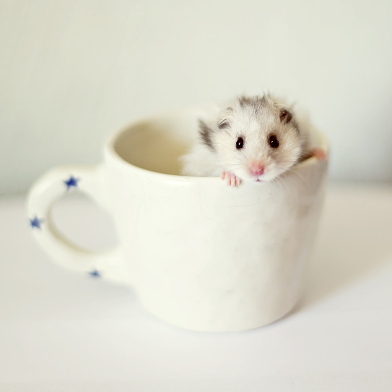咖啡杯里的仓鼠图片下载