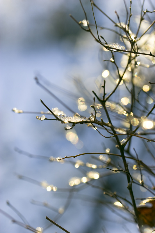 冬天的树枝上挂满了灯图片下载