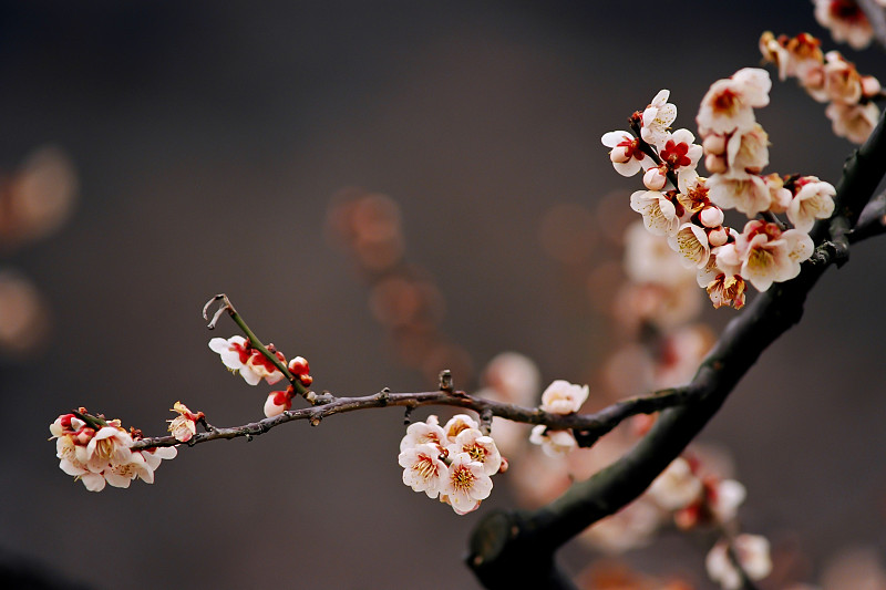 日本盛开的李子树图片下载