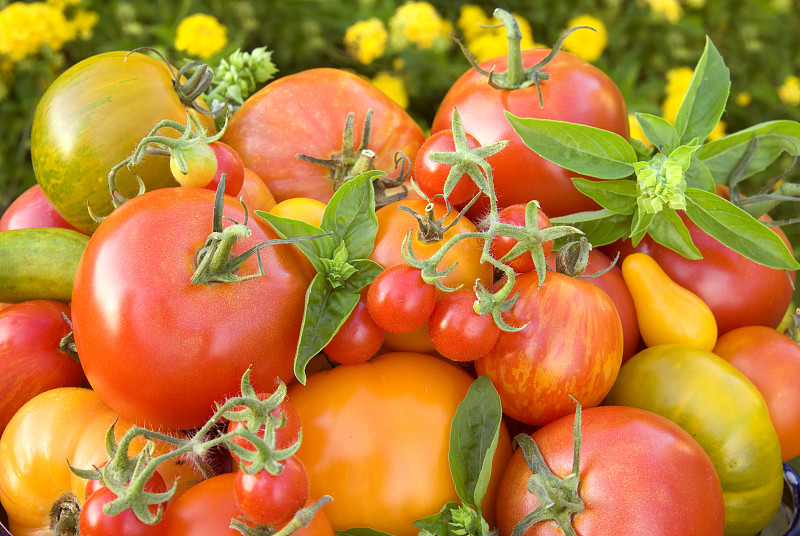 有机自产新鲜罗勒和夏季产品，祖传番茄蔬菜收获图片下载