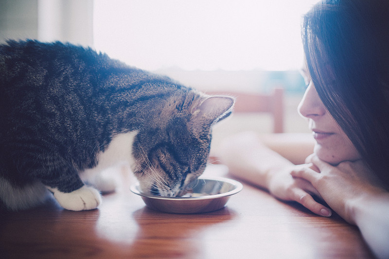 一个女人看着她吃的猫。图片下载