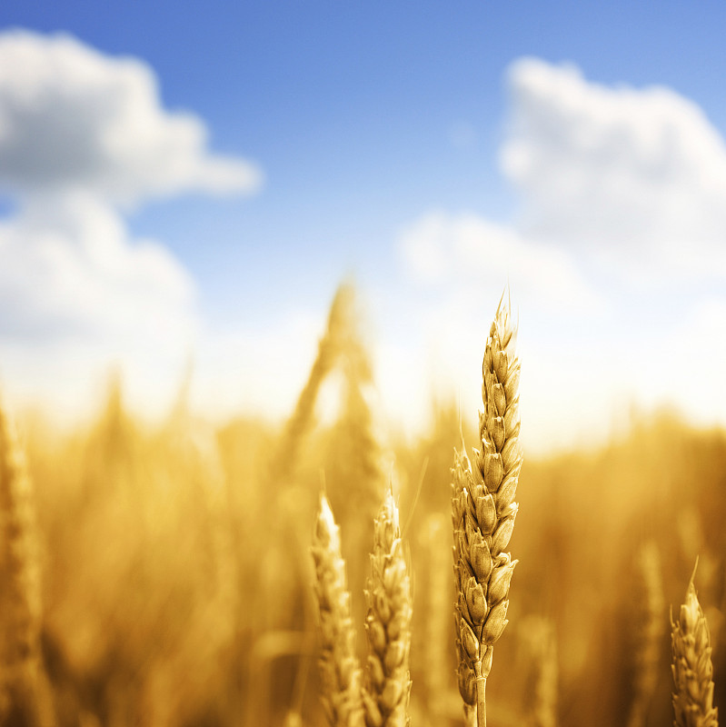 田地里的小麦，特写。图片素材