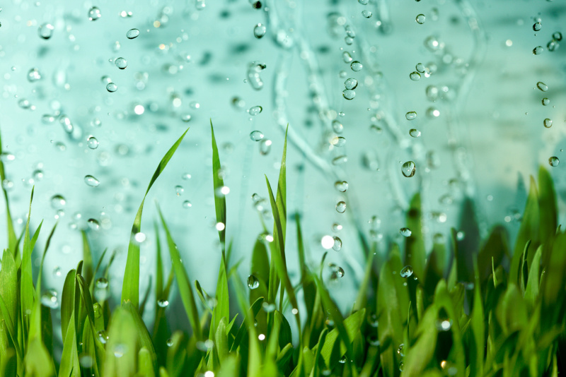 绿色的草叶上有水滴落在上面图片素材