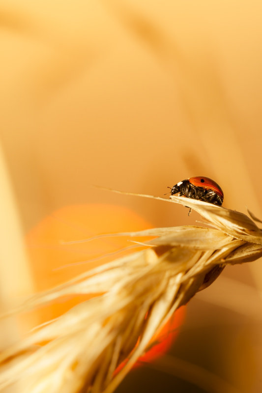 瓢虫在日落时坐在小麦上图片下载