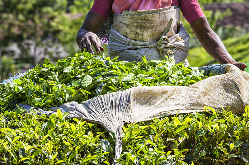 在印度芒纳的种植园采摘茶叶图片素材