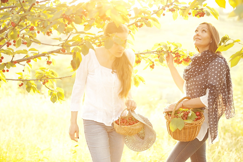 两个兴高采烈的女人在果园里摘樱桃图片下载