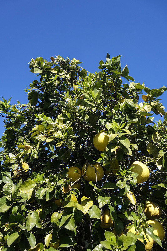 希腊克里特岛的葡萄柚树图片下载