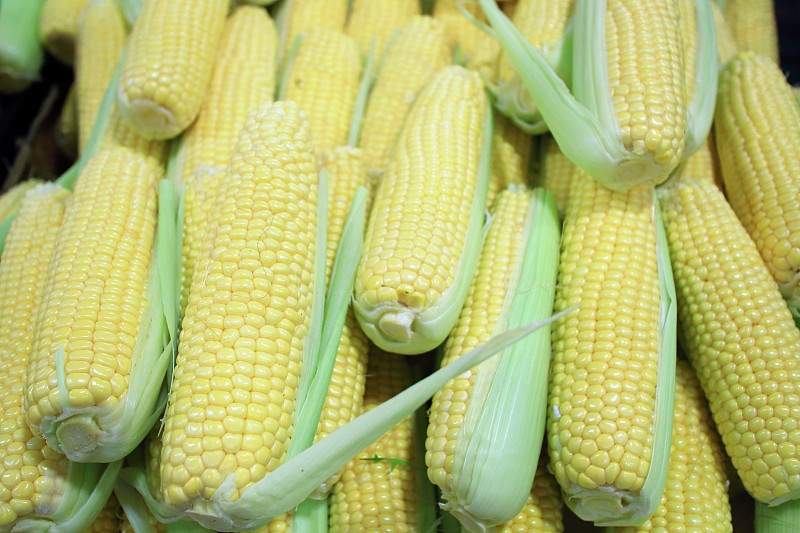 新鲜的玉米图片下载