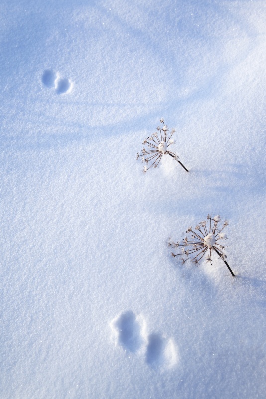 动物脚印在新雪，海德尔，阿拉斯加，美国图片素材