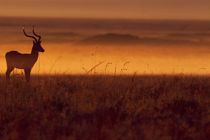 日出时公黑斑羚图片下载