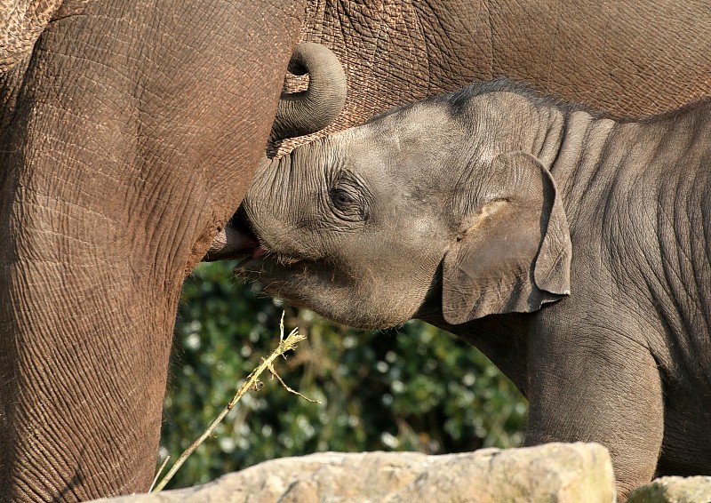 印度象母乳喂养图片下载