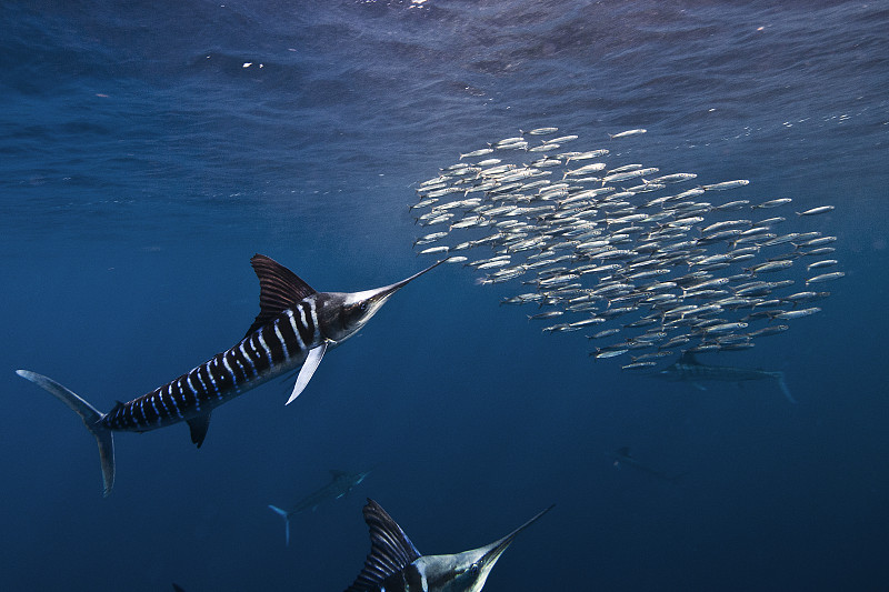 产于墨西哥下加利福尼亚半岛南太平洋一侧的条纹马林鱼(Kajikia audax)，用于追逐沙丁鱼的迁徙图片下载