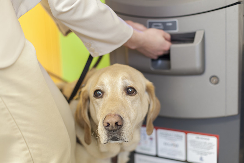 一个年轻的盲人女士在银行自动取款机上，她的服务狗在旁边等着图片下载