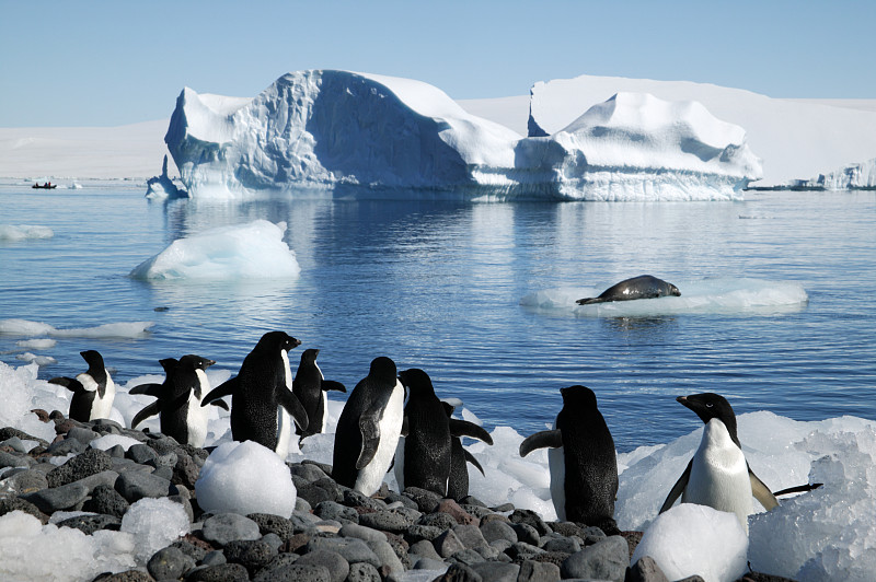 南极洲巨大的冰山和阿德利企鹅图片下载