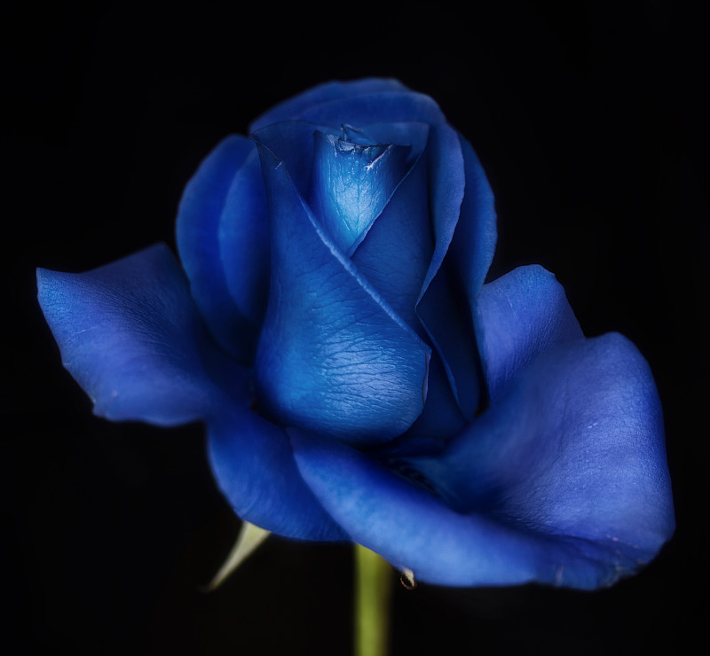 蓝色玫瑰图片下载