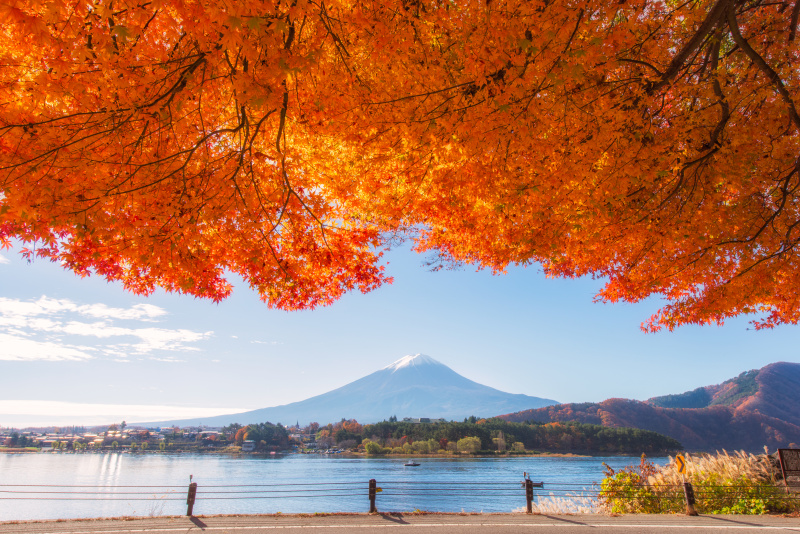 秋日，日本川口湖的富士山晨雾和红叶图片下载