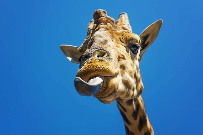 长颈鹿伸出舌头的画像图片下载