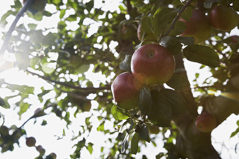 树上的苹果，特写镜头图片下载