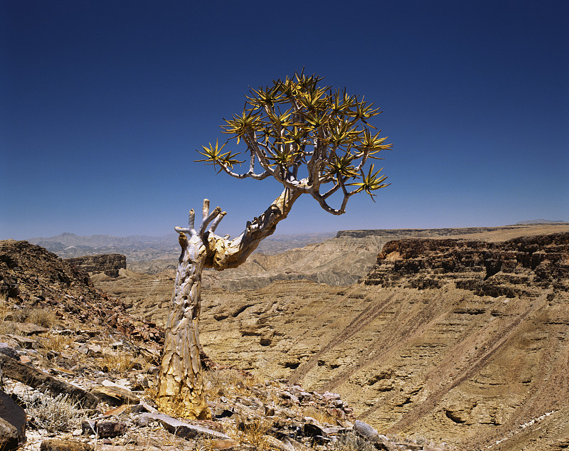 纳米比亚鱼河峡谷国家公园的Kokerboom树图片素材