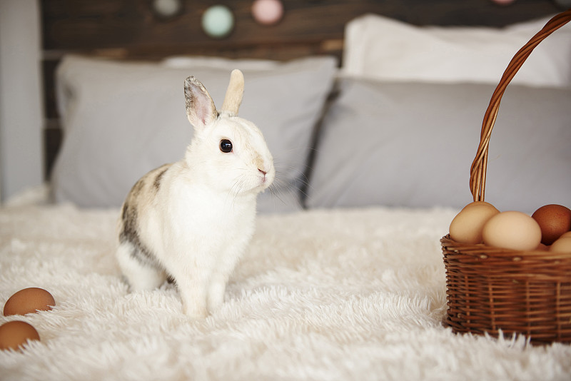 复活节兔子和复活节彩蛋篮子的照片。Debica、波兰摄影图片下载