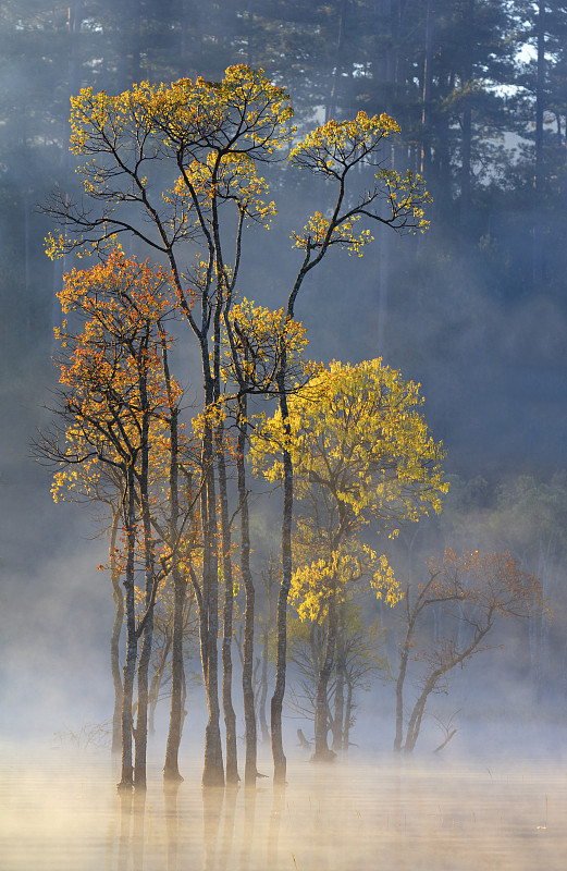 湖上五彩斑斓的秋林图片下载