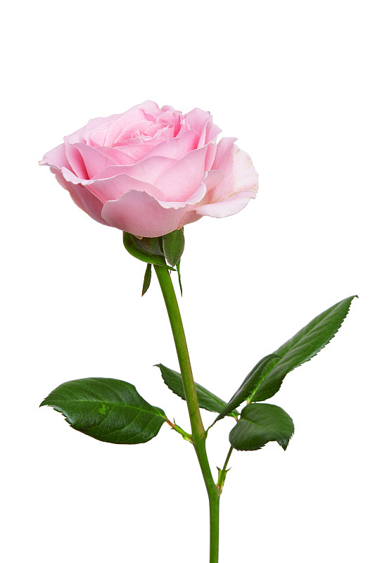 粉红色玫瑰花孤立在白色背景上图片下载