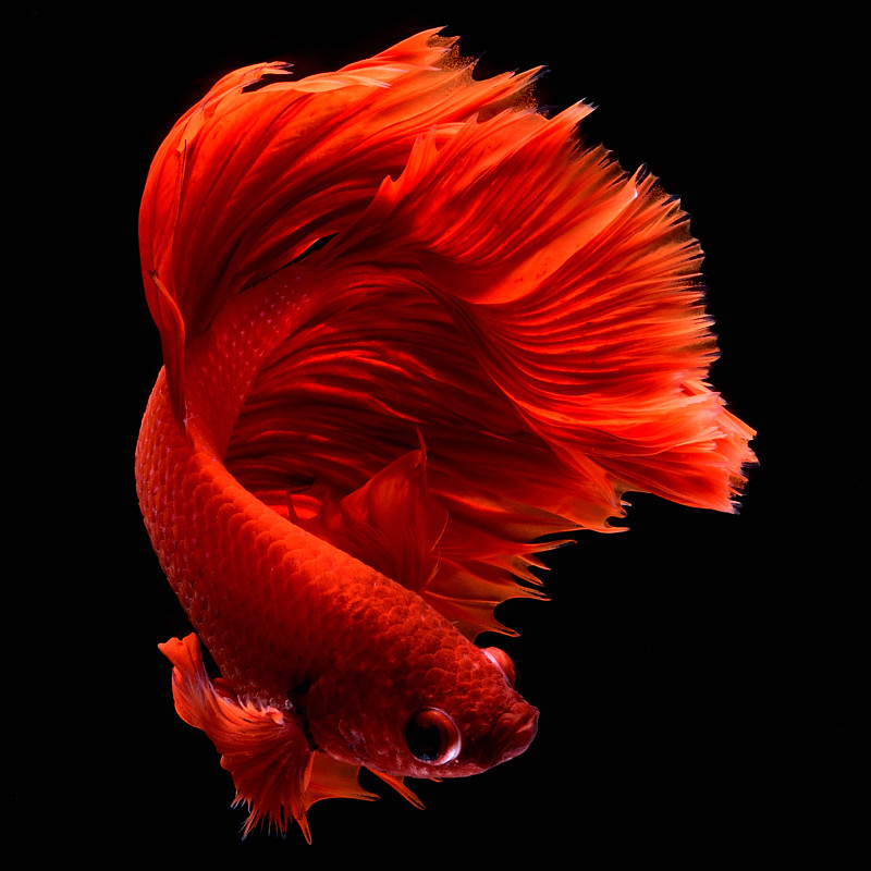 红色的鱼。鳍和尾巴像长裙，半月形的尾巴，完美的鱼优雅。图片素材