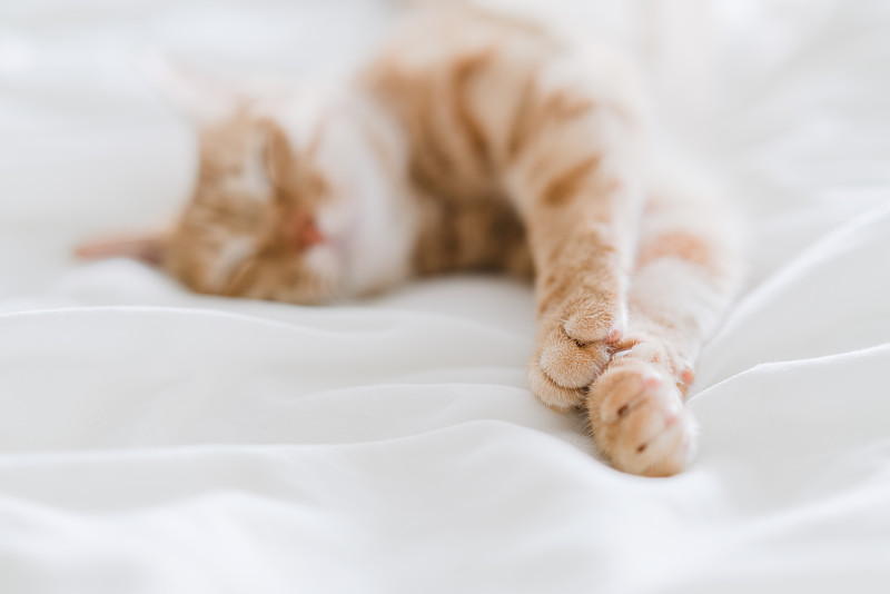 虎斑猫躺在床上图片下载