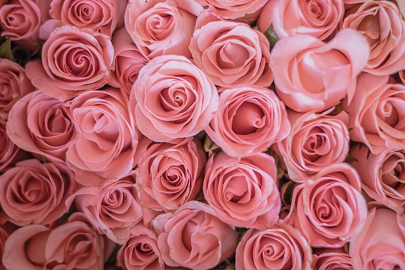 特写粉玫瑰花束，德国，欧洲图片下载