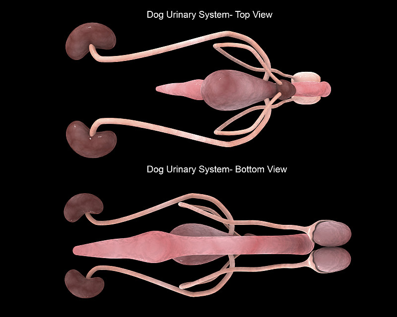 犬卵巢悬韧带图片