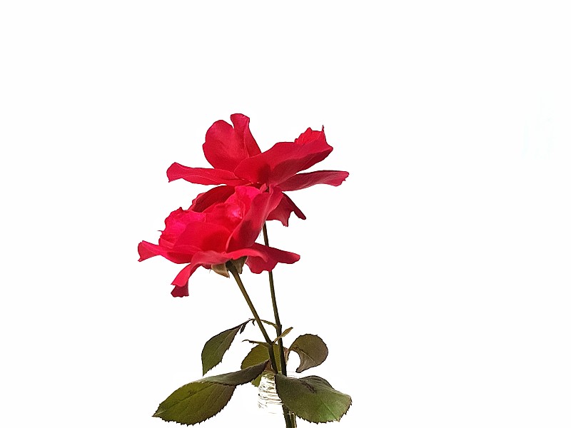 特写红玫瑰在一个白色的背景图片素材