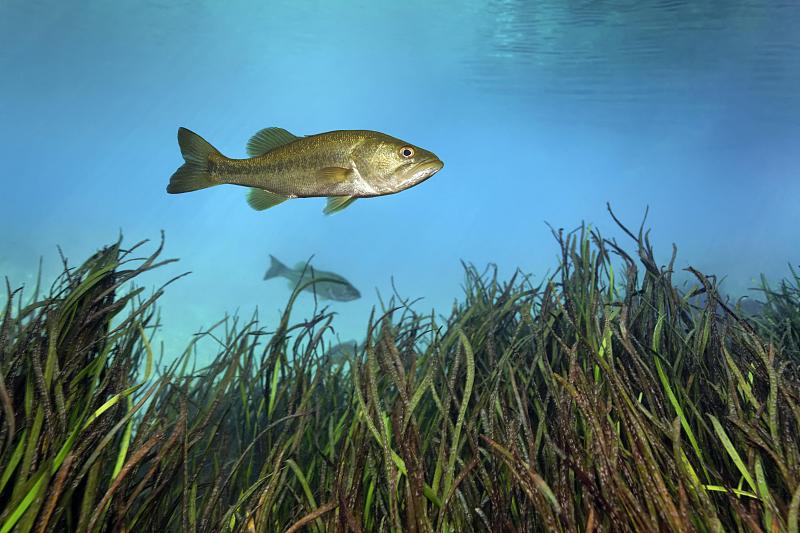 大嘴鲈鱼(Micropterus salmoides)，漂浮在芦苇上，彩虹河，彩虹泉州立公园，Dunnelon，佛罗里达，美国图片下载