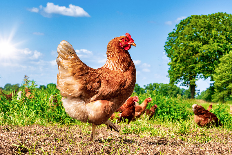放养的鸡在草地上啄食，在阳光明媚的日子里寻找食物图片下载
