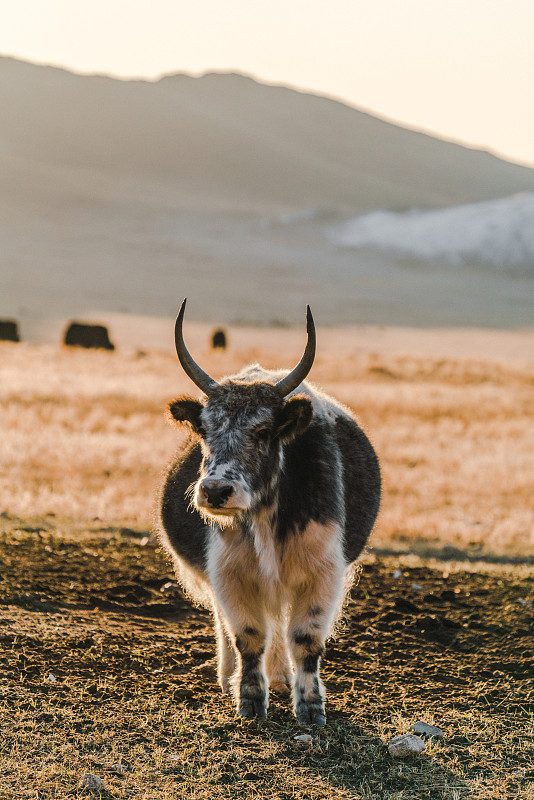 日落时分，蒙古牧场上的牦牛图片下载