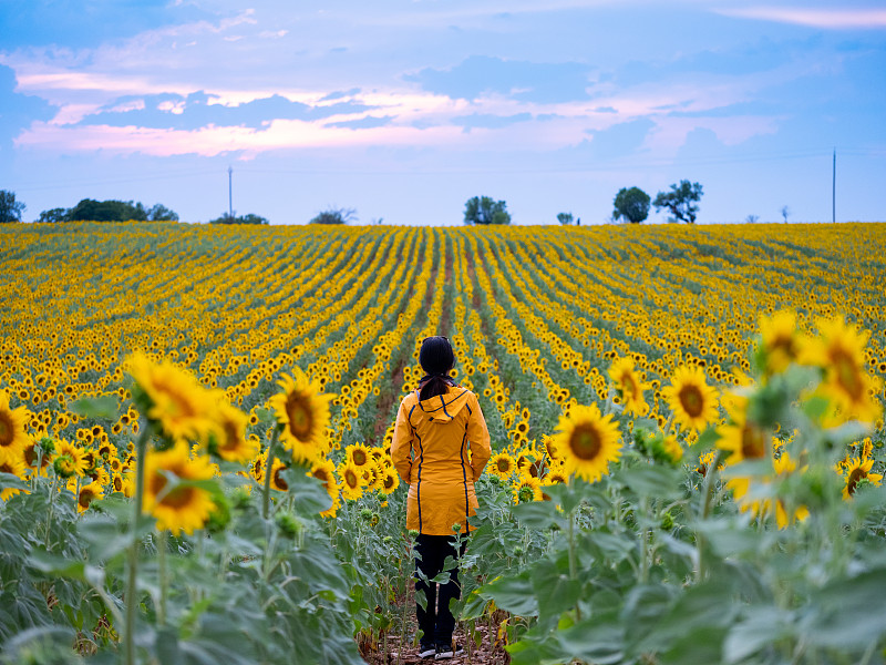 穿着黄色夹克的亚洲女人，在法国普罗旺斯的向日葵地里图片下载