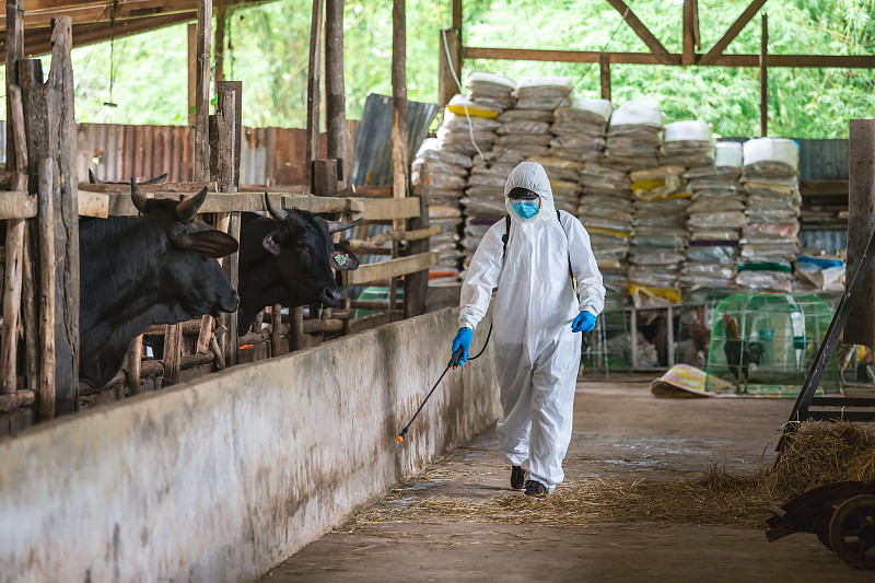 日本和牛农场的清洁和消毒，亚洲农民穿着防护服，戴口罩和喷淋袋图片下载