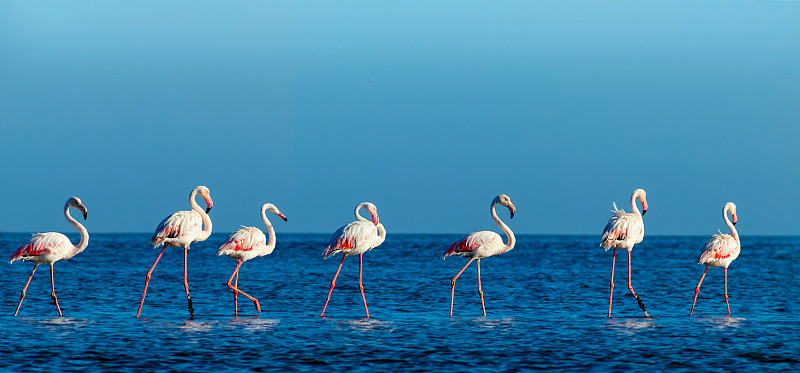 非洲野生鸟类。在一个阳光明媚的日子里，一群粉红色的非洲火烈鸟在蓝色的泻湖上漫步图片下载