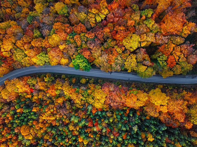 空中鸟瞰蜿蜒的山路内五彩缤纷的混合秋林图片下载