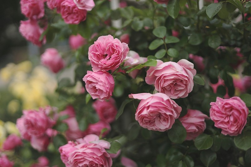 可爱的粉红玫瑰- Rosa Leonardo de Vinci (MEIdeauri)在自然光中盛开，Floribunda玫瑰，选择性的焦点图片下载