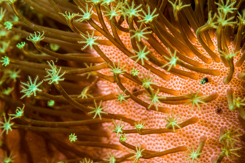 皮珊瑚的珊瑚虫图片素材