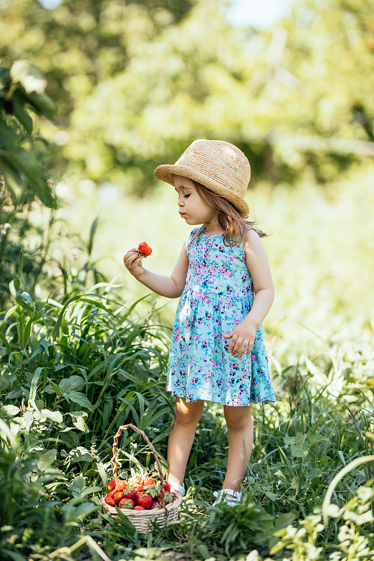 一个小女孩在田里摘草莓图片下载