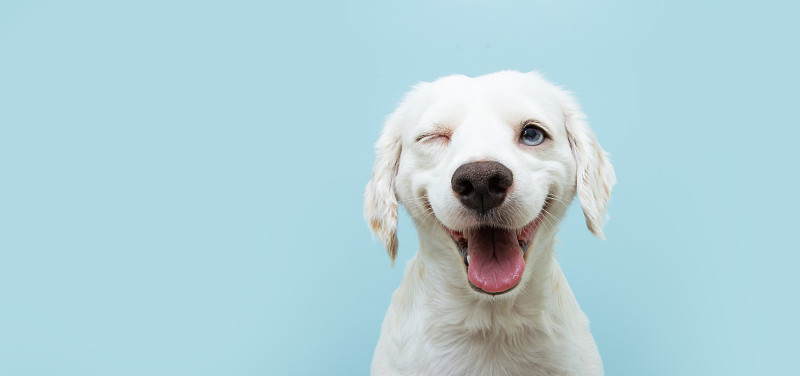 快乐的小狗眨眼睛和微笑在颜色的蓝色背景与闭上眼睛。图片下载