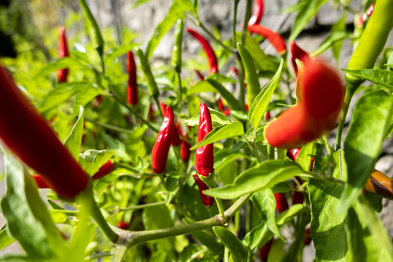 红辣椒在生物花园中生长图片素材