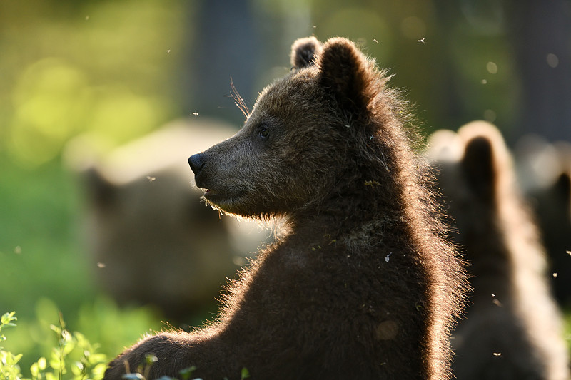 夏天森林里的棕熊幼崽图片下载
