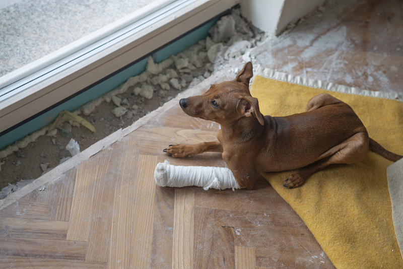 一只腿断了还打着石膏的狗往窗外看图片素材