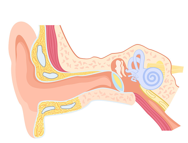人耳的解剖学图片下载